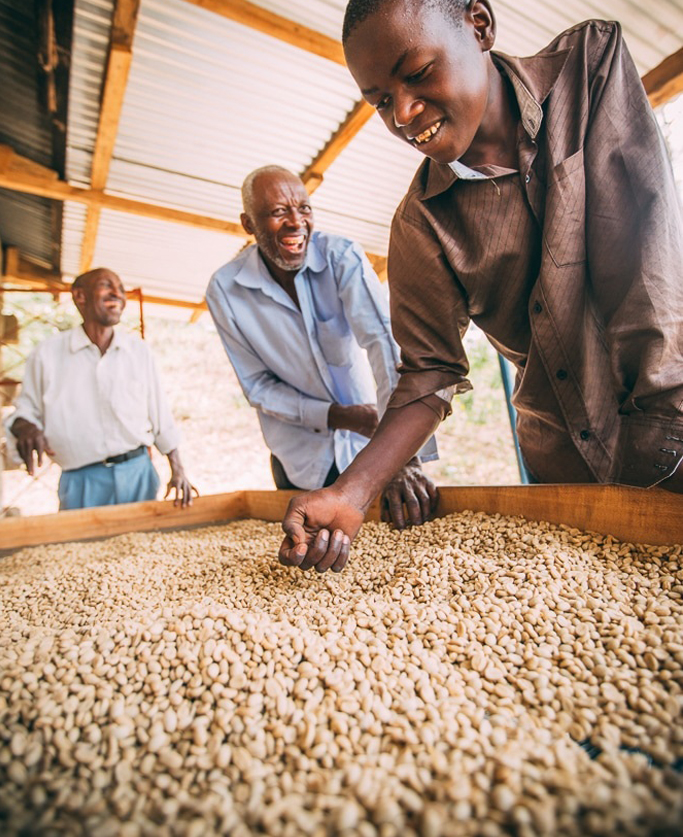 قهوه سبز تانزانیا